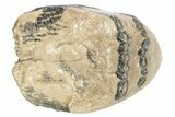 Partial Southern Mammoth Molar - Hungary #235256-1